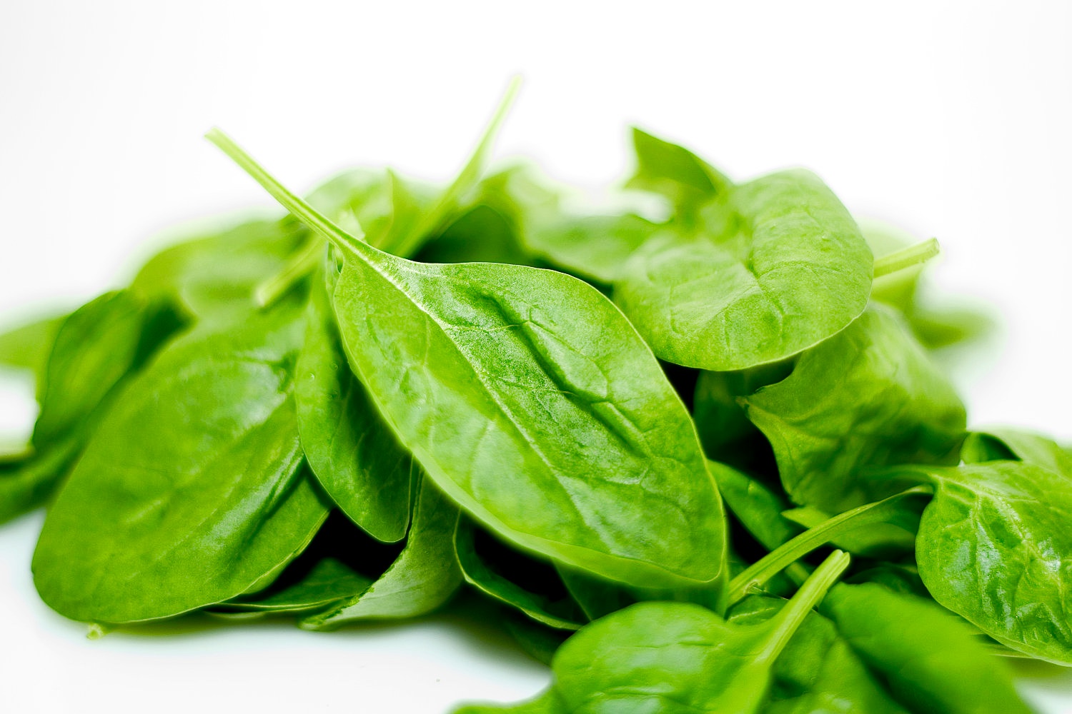 smooth-leafed-spinach.jpg