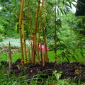 2011 május eleje, bambusz