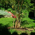 2011 május eleje, bambusz, eper