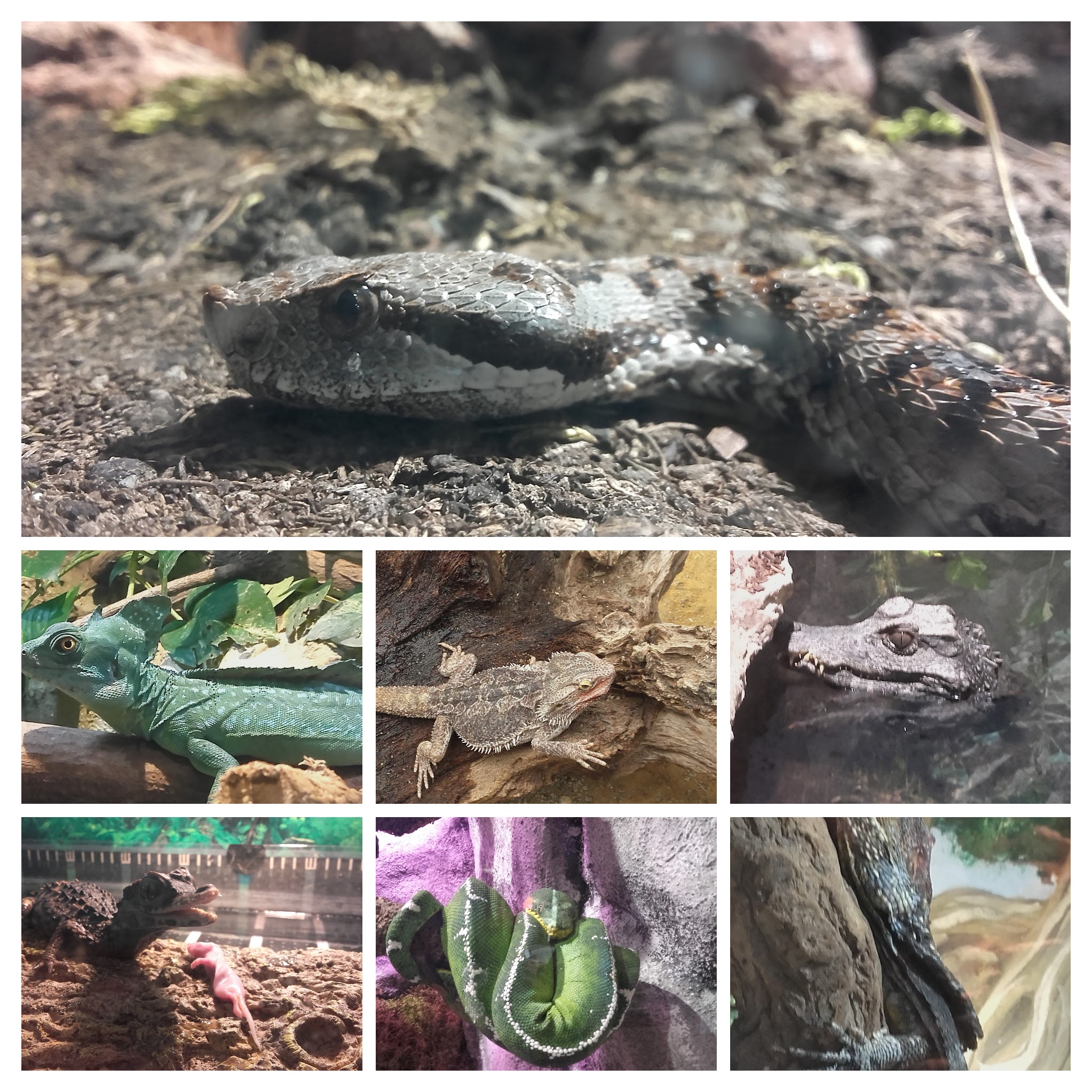 20160810_113427-collage.jpg