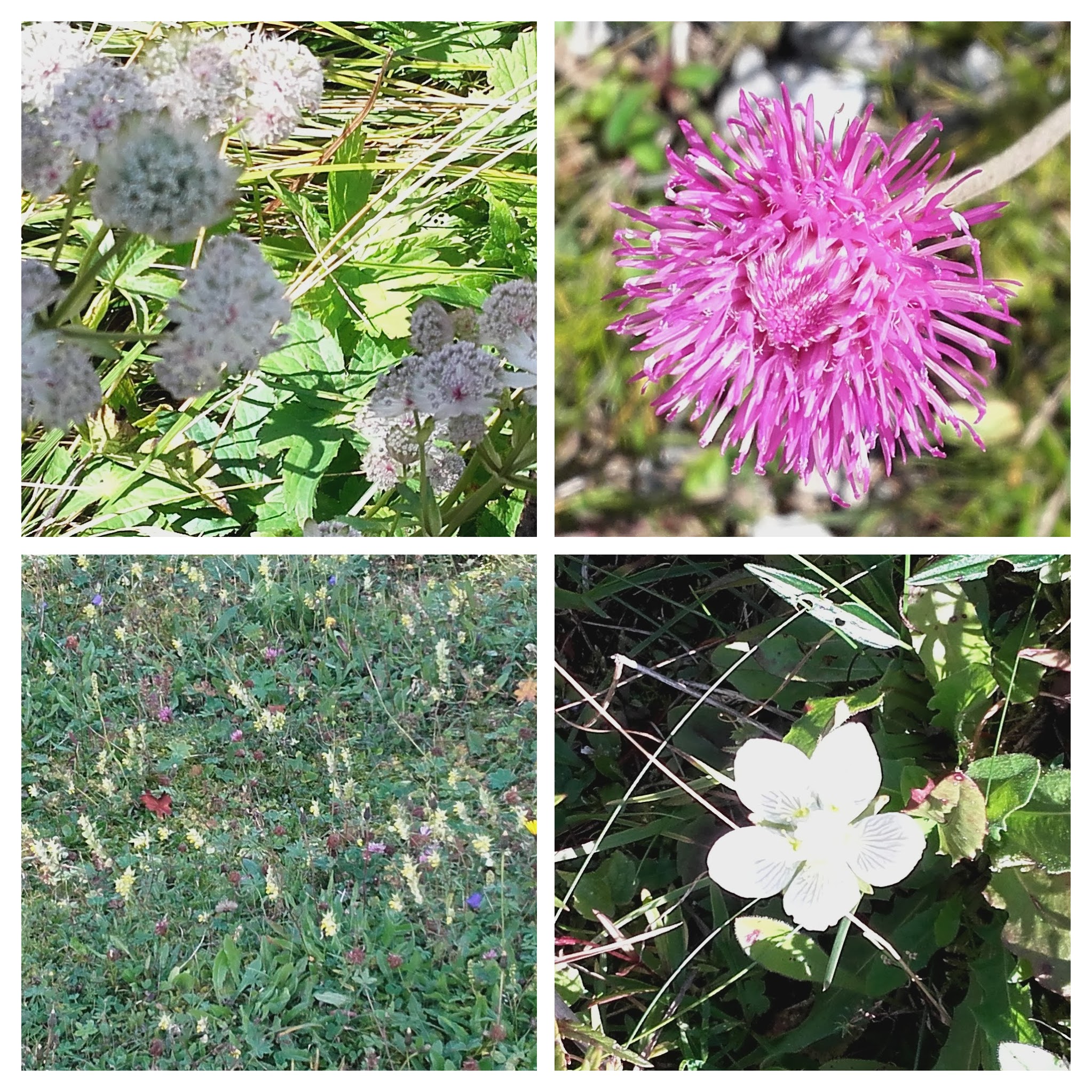 20160811_150702-collage.jpg