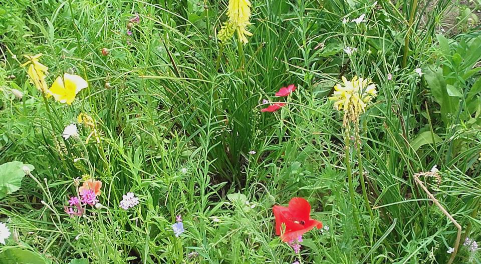garten2.jpg
