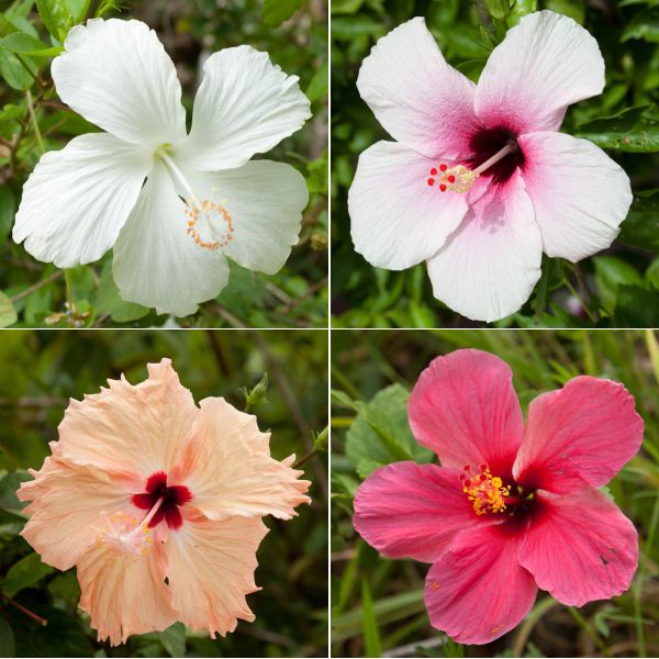 hibiskus.jpg