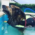 Van akinek a befúvó a kedvence #caninerehab #dog #hydrotherapy #doglover #wellness #pool