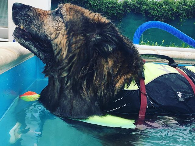 Van akinek a befúvó a kedvence #caninerehab #dog #hydrotherapy #doglover #wellness #pool
