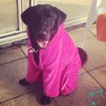 Soma After therapy #labrador #caninerehab #caninetherapy #pool #afterswim