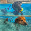 New wave #dog #caninerehab #hydrotherapy #ruffwear #doglover #swimmingpool