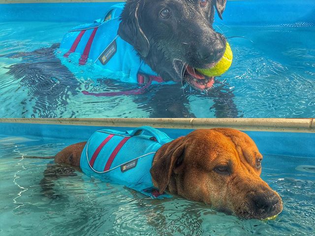 New wave #dog #caninerehab #hydrotherapy #ruffwear #doglover #swimmingpool