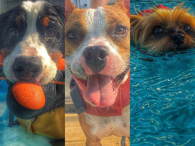 Friday fun #dog #caninerehab #hydrotherapy #ruffwear #doglover #yorkshireterriersofinstagram #bernesemountaindogsofinstagram #staffordshiredogs