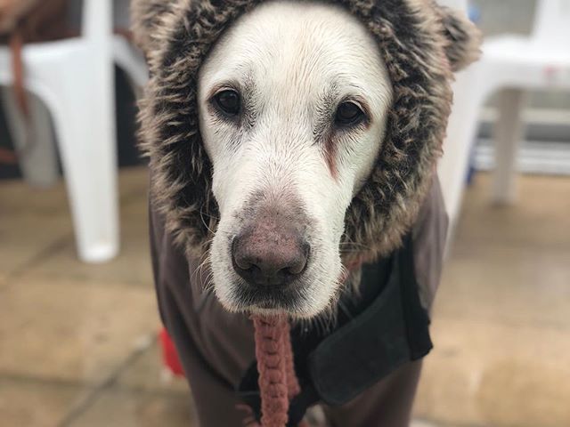 Richie is ready to go #dogsofisrael #labrador #goldenretriever #ruffwear #hidrotherapy #funny #pool