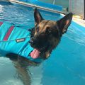 Liza #dog #caninerehab #hydrotherapy #ruffwear #doglover #germanshepard #hipdysplasia