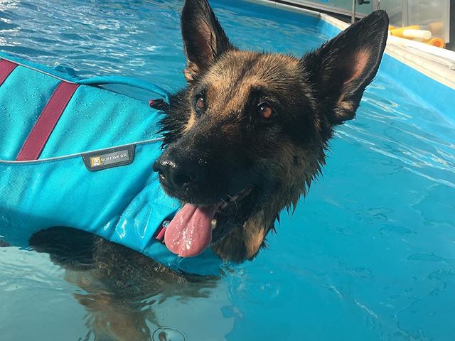 Liza #dog #caninerehab #hydrotherapy #ruffwear #doglover #germanshepard #hipdysplasia