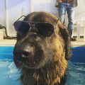 Aramis #leonbergergram #leonbergerinstagram #pool #hydrotherapy #ruffwear #dog