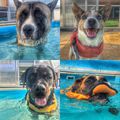 Faces #dog #caninerehab #hydrotherapy #ruffwear #doglover #rottweiler #jackrussel #boxerdog #akita