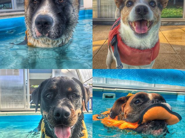 Faces #dog #caninerehab #hydrotherapy #ruffwear #doglover #rottweiler #jackrussel #boxerdog #akita