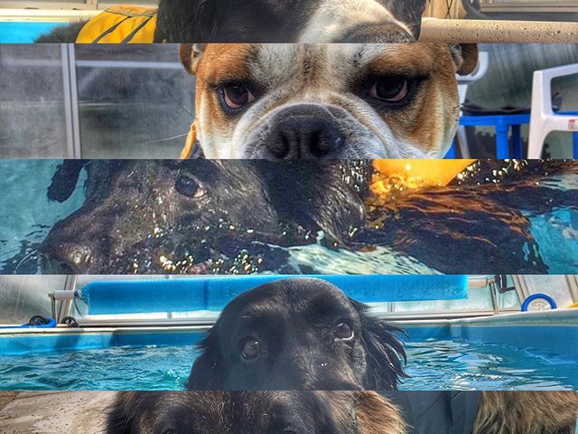 Dog eyes #dog #caninerehab #hydrotherapy #ruffwear #doglover #juliusk9 #englishbulldogs #labrador #caucasianshepherd #bernesemountaindog