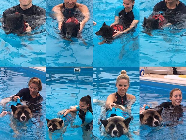 Hydrotherapy Workshop #doglover #ruffwear #hydrotherapy #caninerehab #dog #physiotherapy