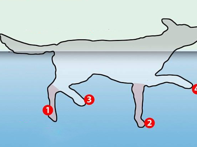 Hogyan úsznak a kutyák