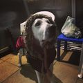 Hideg van #richie #hydrotherapy #canine #doglove #funnydog
