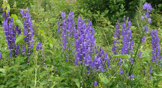 aconitum-napellus.jpg