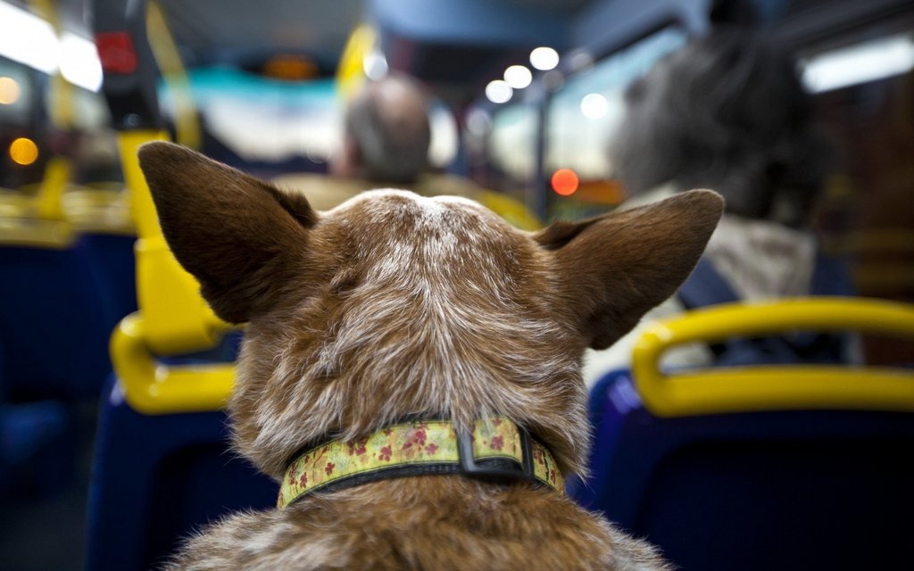 7001547-bus-dog-trip.jpg