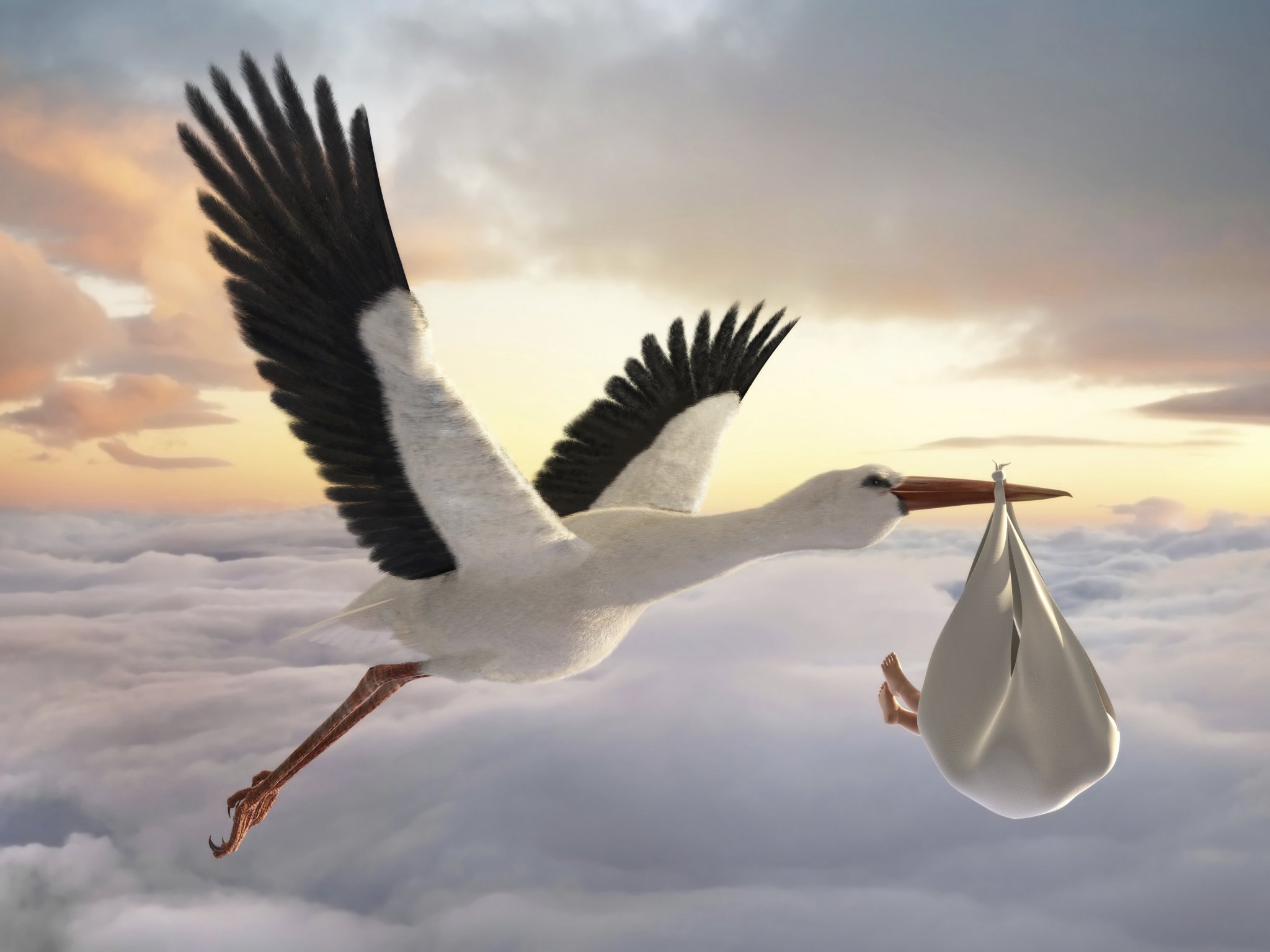 stork.jpg