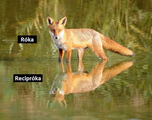 roka.jpg