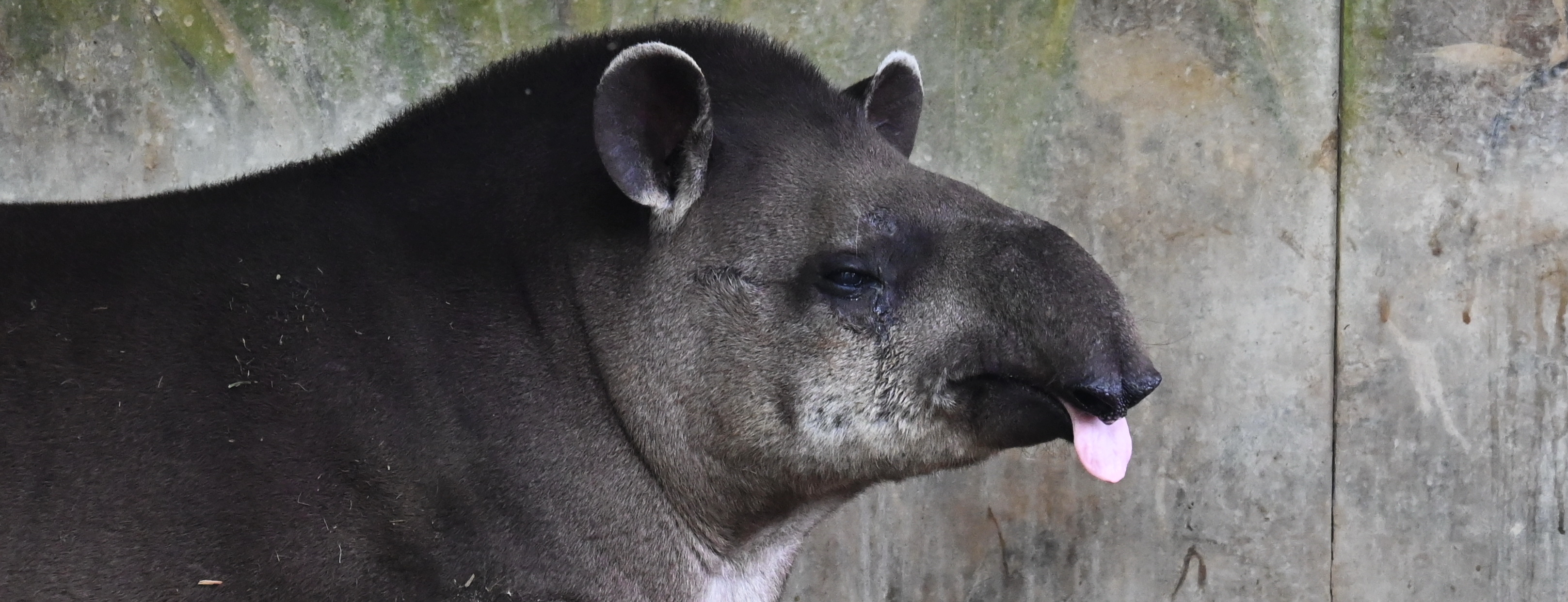 allatkert_tapir.JPG