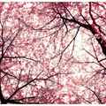 Sakura és gyümölcse