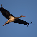 Fekete gólyák két évtizede a Duna-Ipoly Nemzeti Parkban