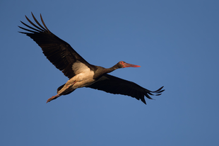 Fekete gólyák két évtizede a Duna-Ipoly Nemzeti Parkban