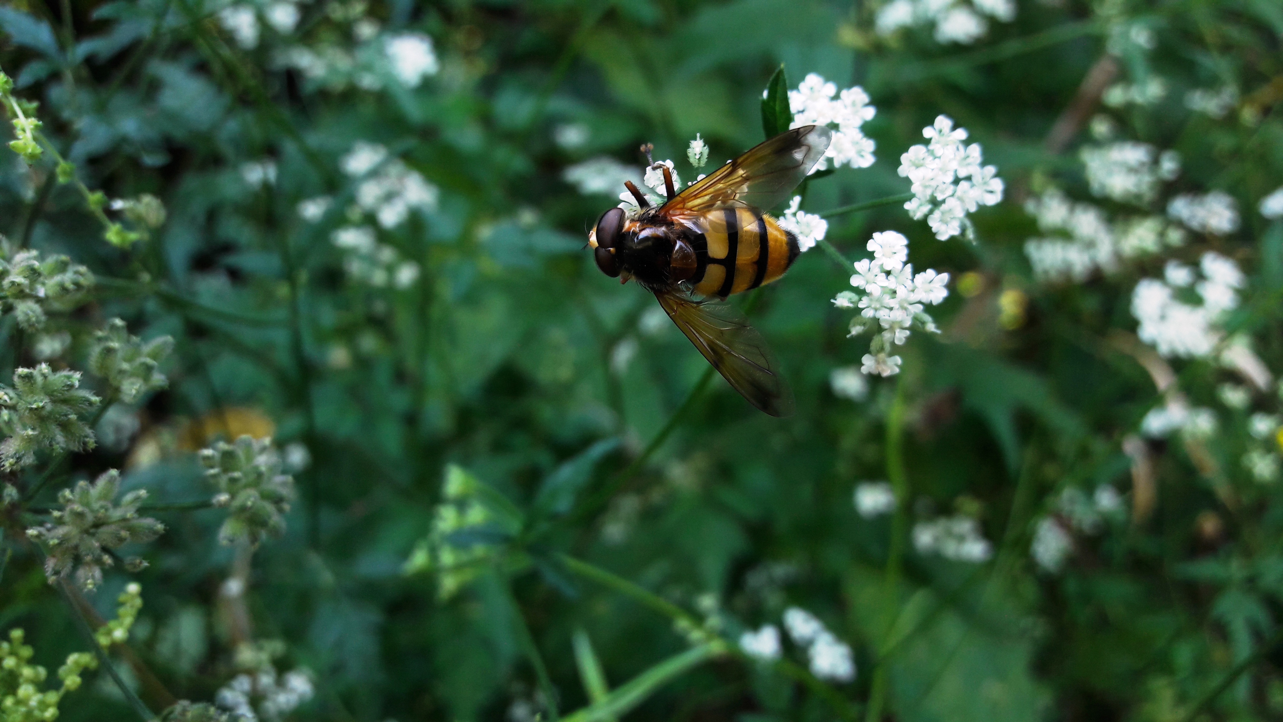 A zengőlegyek - színezetükben sokszor a hártyásszárnyúakra, méhekre, darazsakra hasonlítanak - is jelentős és teljesen ártalmatlan beporzók. (fotó: TarjányiN)