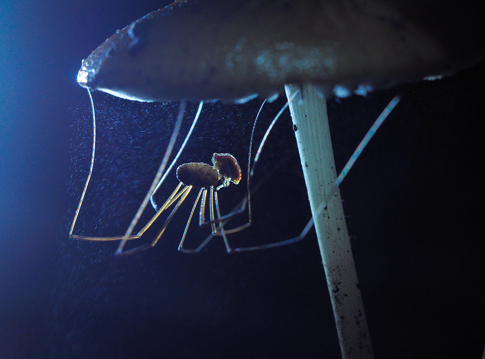 A kaszáspókok mindenevő ízeltlábúak (pókszabásúak, de nem valódi pókok), növényi törmeléket is előszeretettel fogyasztanak. (fotó: Potyó Imre)