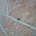 Segítség, hangyák a konyhámban!
