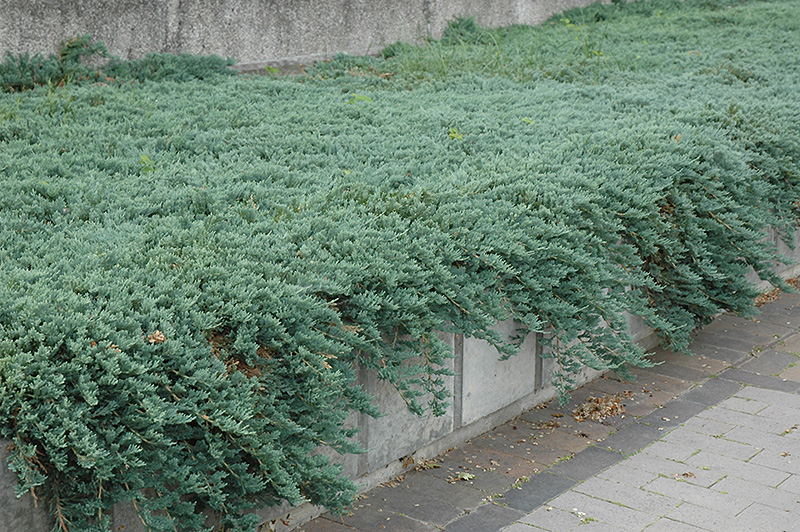 juniperus_horizontalis.jpg