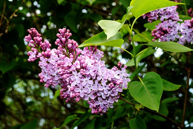 syringa_vulgaris_2_orgona.jpg