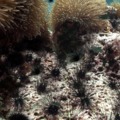 Bácsitorok ahol a korallzátonyok is megpihennek 5 Fejezet
