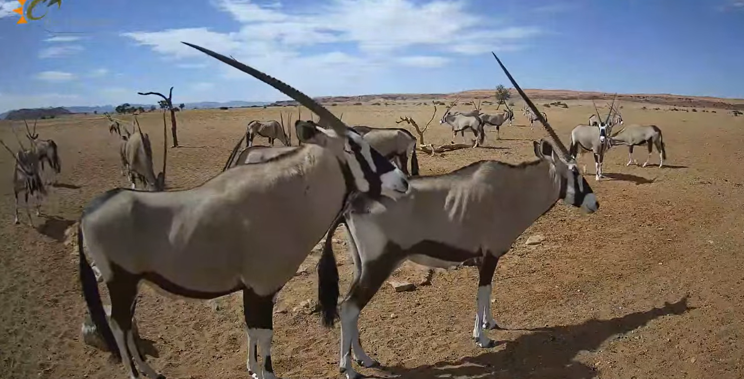 oryx_namib_sivatag_1.png