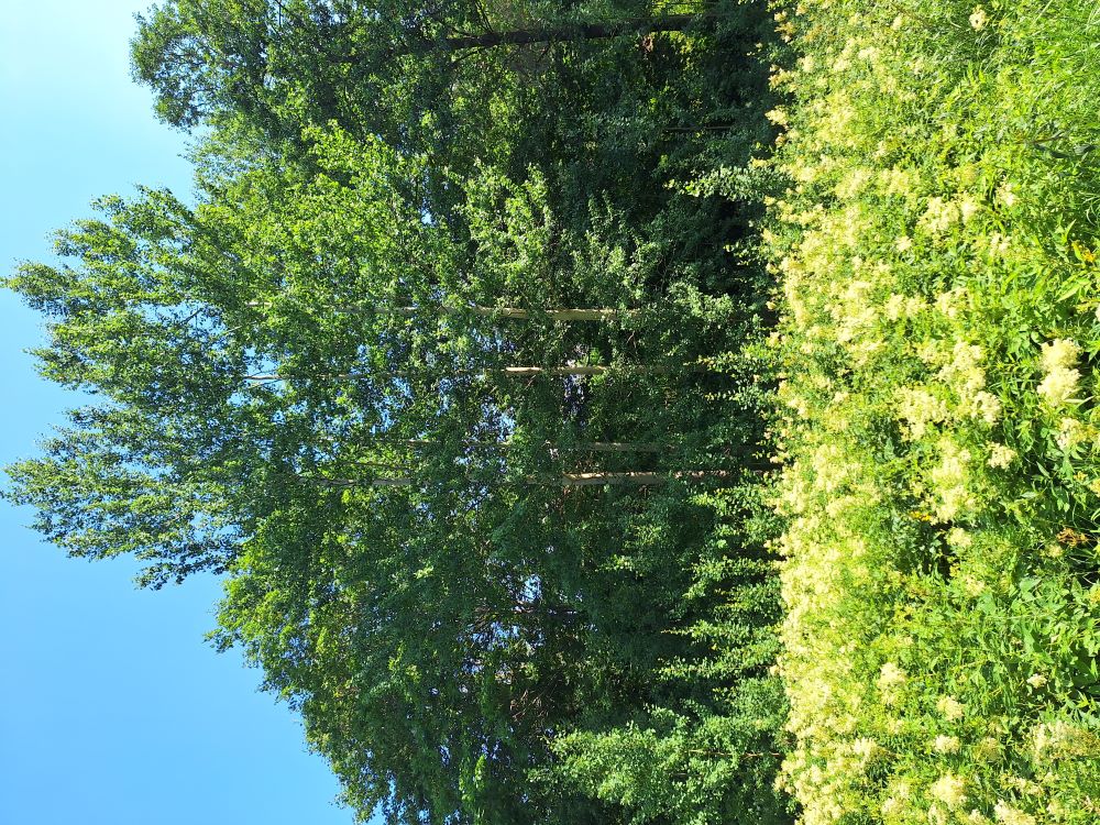 sk-20250716_122104.jpg