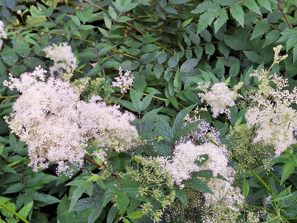sk-20250716_122143.jpg