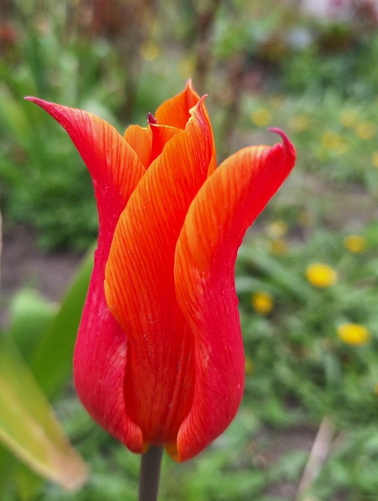 tulipan.jpg
