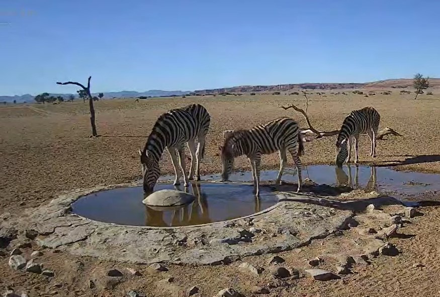 zebrak.jpg