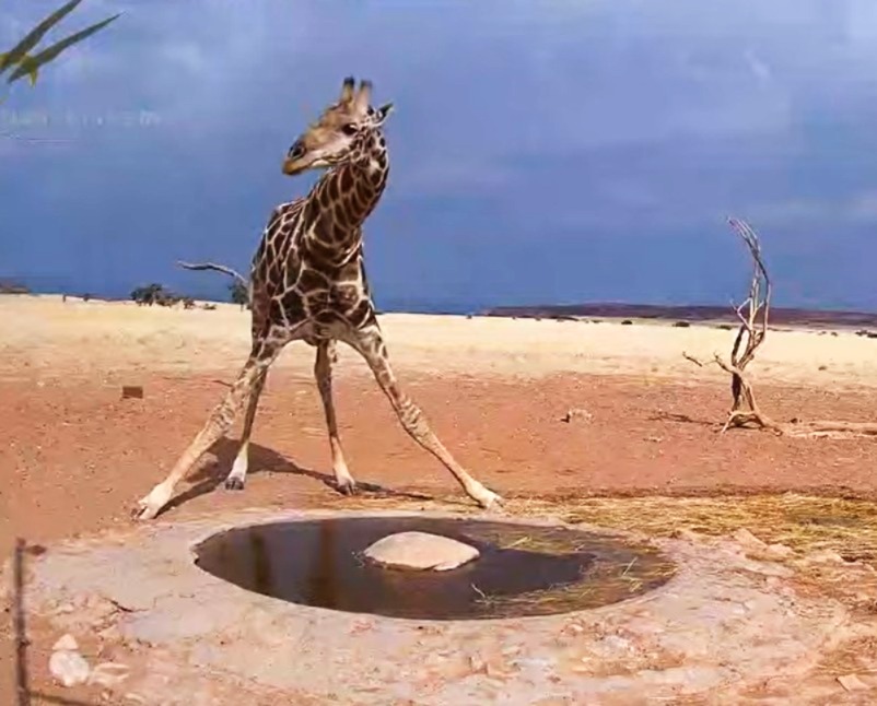 zsiraf_namib.JPG