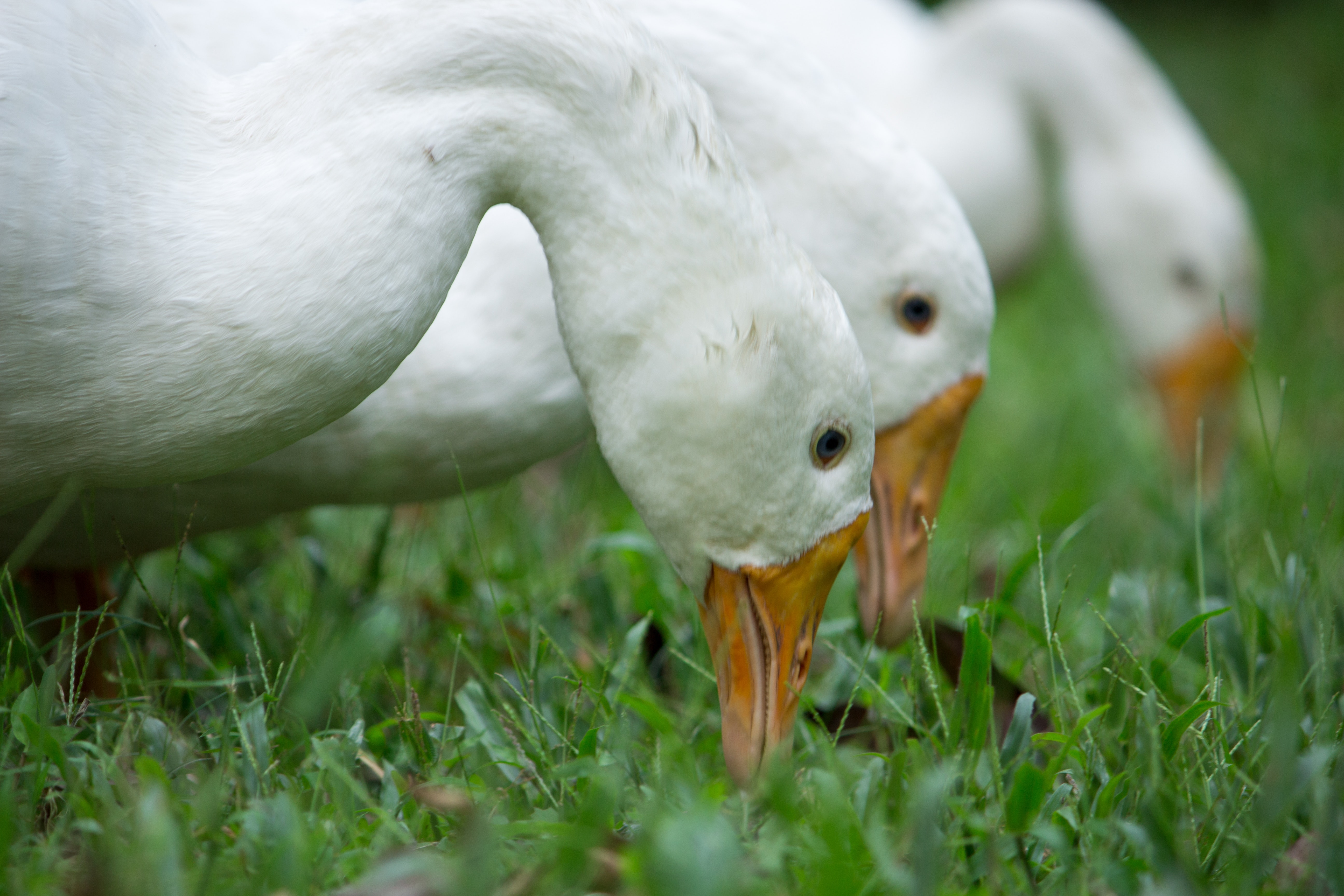 animal-beak-biology-594111.jpg