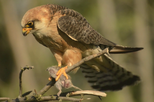 Collared Flycatcher: A Spring Speciality of the Hungarian Oak Woods