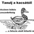 Tanulj a kacsától!