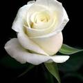 Umberto Eco – A rózsa neve… de hol a rózsa?