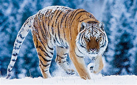 Amur-Tiger.jpg