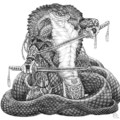 A kardkobra