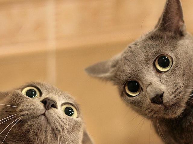 funny-animal-wallpapers-picture-is-cool-wallpapers_1.jpg